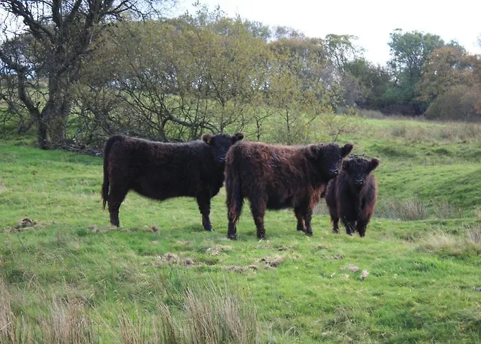 The White Horse Bunkhouse بيت شباب